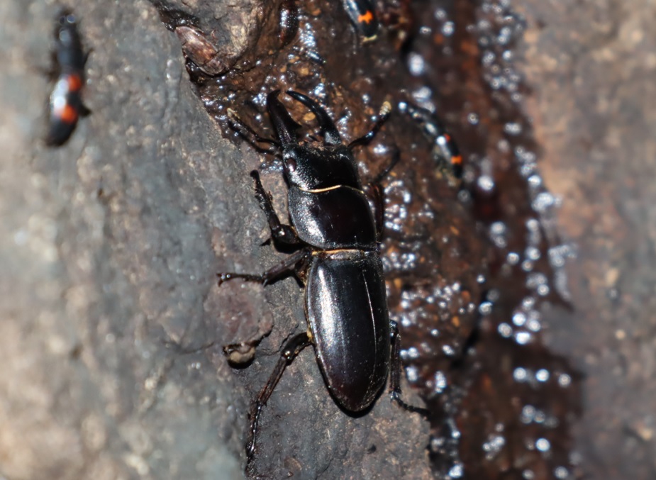 ヒラタクワガタ♂2匹目（今年19回目の遭遇）_No．5のクヌギ_クワガタ達のオアシス _2023年6月13日20時30分気温21.4度